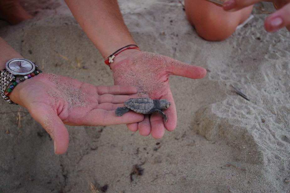 Petite tortue caouanne Caretta Caretta en Corse