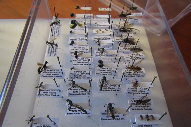 Échantillons d'hyménoptères collectés dans une logique d'inventaire généralisé de la biodiversité © Philippe GOURDAIN