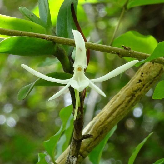 Jumelléa odorant (Jumellea fragrans) - Nicolas Juillet