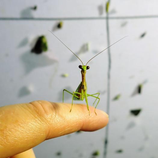 Parastagmatoptera sp, Mante photographiée lors d’un suivi des insectes nocturnes en Guyane (C. Brunel)