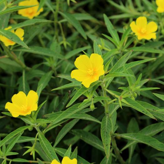 Ludwigia grandiflora - O. Roquinarc'h