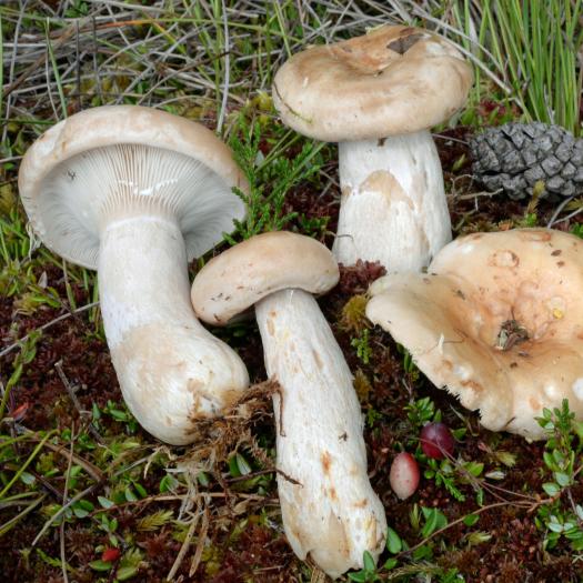 Lactarius_musteus_Jean-Marc Moingeon