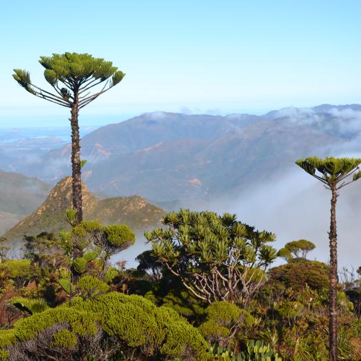 Araucaria humboldtensis - Vincent Tanguy