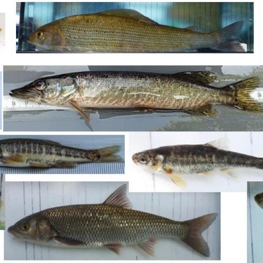 Nouvelles espèces de poissons d'eau douce