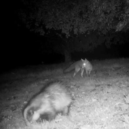 Renard et blaireau la nuit