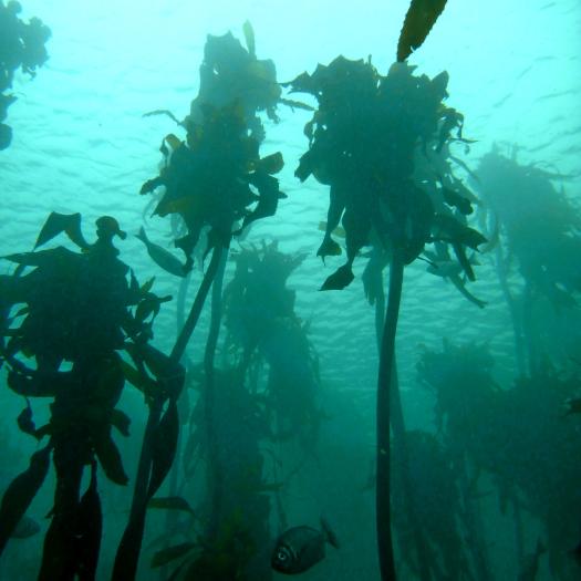 Forêt d'Ecklonia maxima en Afrique du Sud © T. de Bettignies