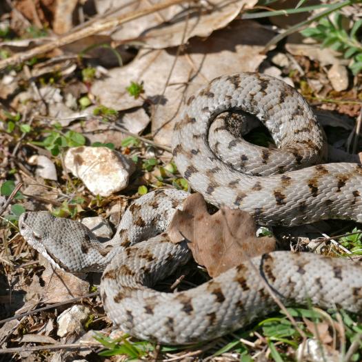 Vipère aspic © Bernard Dupont