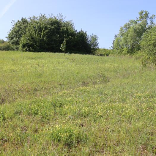 Pelouse marneuse des carrières réaménagées de l’Est parisien – Pamela Amiard