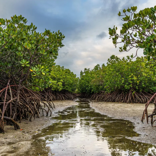 Mangroves de Nouvelle-Calédonie et de Wallis © Sylvain Corbel