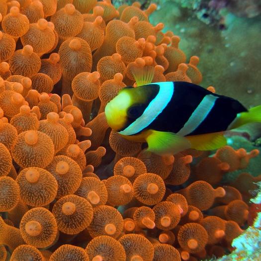 Amphiprion Clarkii © Benjamin Guichard