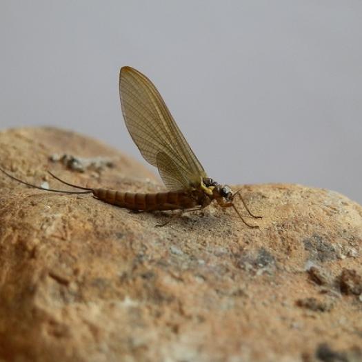 180629_liste_rouge_ephemeres_metropole_actualite_ums_photo_metreletus_balcanicus_221274_michel_chovet-reduit.jpg