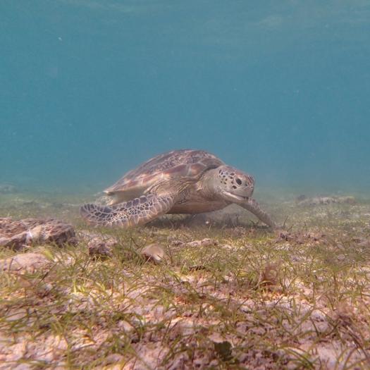 tortue_mayotte_morgane_lemoal.jpg