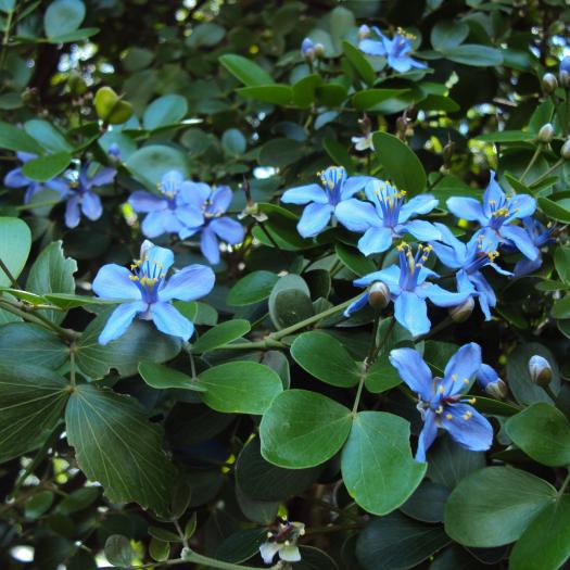 Guaiacum officinale