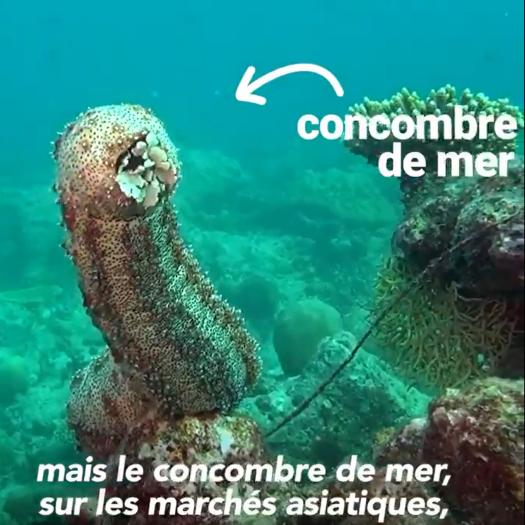Concombre_CITES.jpg