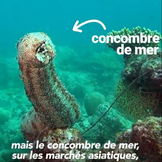 Concombre_CITES.jpg