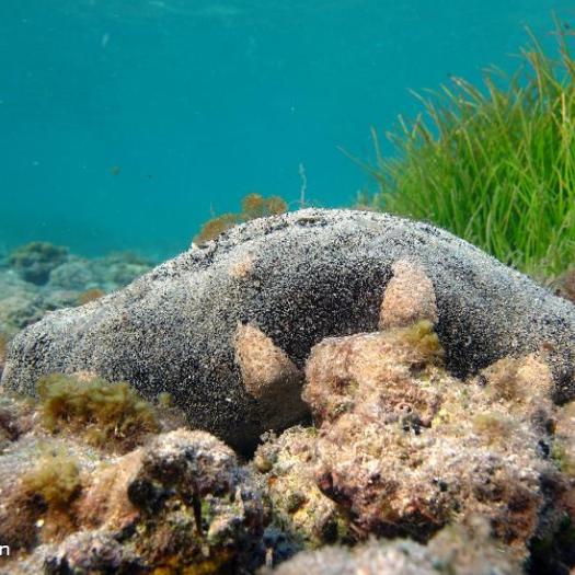 holothuria_nobilis_-_p.bourjon.jpg