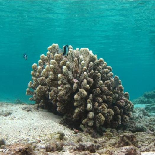 Pocillopora grandis - Corne d'élan © P. Bourjon