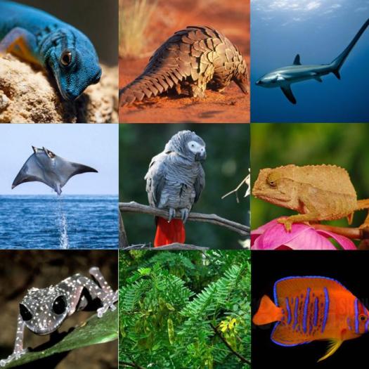 CITES - guide des bonnes pratiques