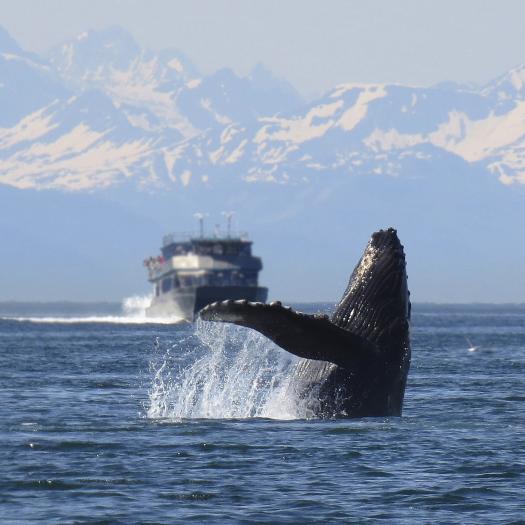 Baleine et bateau.jpg