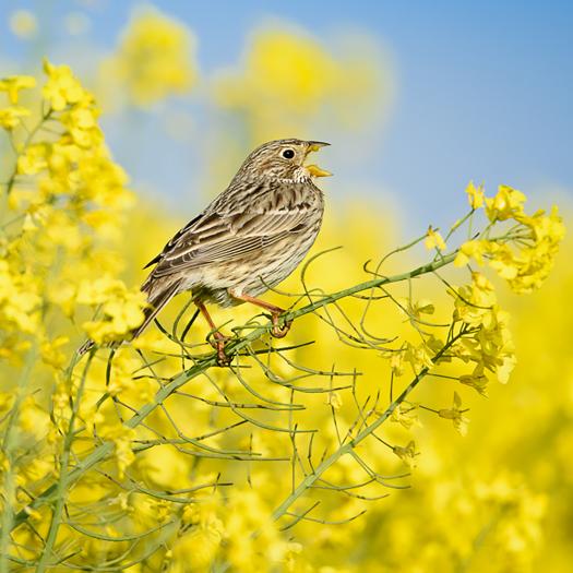 Emberiza calandra - E. Sansault - Anepe Caudalis