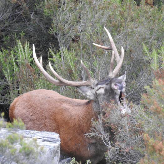 cervus_elaphus_corsicanus_-_mondolini_stevan_-_pnrc