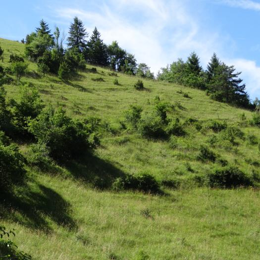 Pelouse calcicole - Massif des Bauges © Paul Rouveyrol