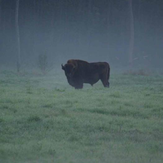 bison-bonasus-philippe_gourdain.jpg