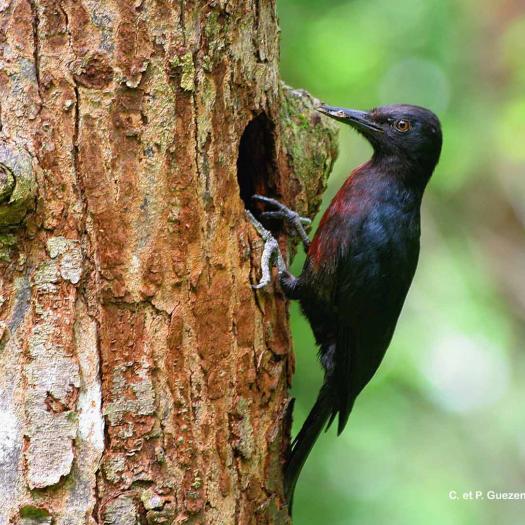 melanerpes_herminieri_-_c._et_p._guezennec