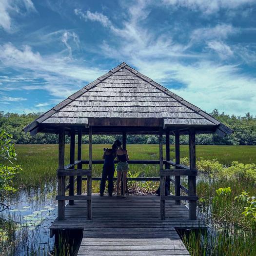 marais-de-la-piste-de-lanse-a-sinnamary-en-guyane_manon-ghislain