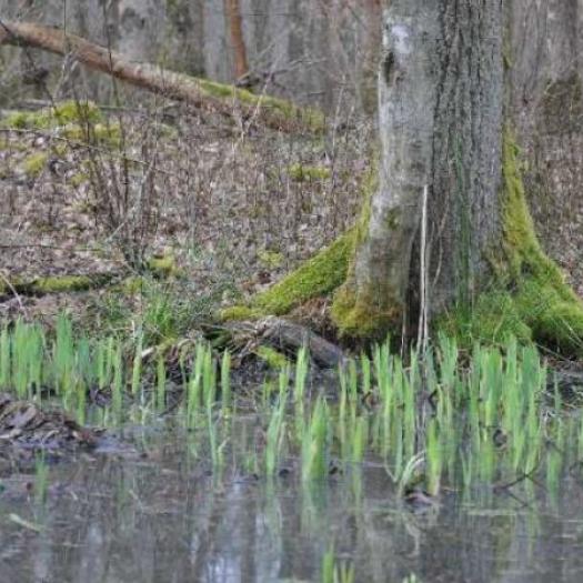 vegetation_-_lebourgeois.jpg