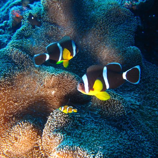 poisson-clown-de-maurice-julien-wickel