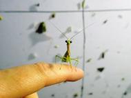 Parastagmatoptera sp, Mante photographiée lors d’un suivi des insectes nocturnes en Guyane (C. Brunel)