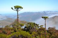 Araucaria humboldtensis - Vincent Tanguy