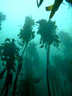Forêt d'Ecklonia maxima en Afrique du Sud © T. de Bettignies
