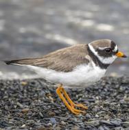 Grand gravelot (Charadrius hiaticula) © Charles J. Sharp
