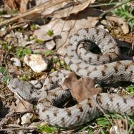 Vipère aspic © Bernard Dupont