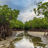 Mangroves de Nouvelle-Calédonie et de Wallis © Sylvain Corbel
