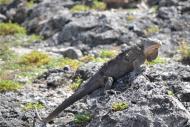 Iguane des Petites Antilles (Iguana delicatissima) © A. Jeusset