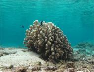 Pocillopora grandis - Corne d'élan © P. Bourjon