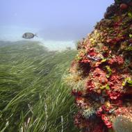Fonds marins de Giraglia, Corse © Thibaut de Bettignies.jpg