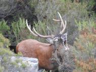 cervus_elaphus_corsicanus_-_mondolini_stevan_-_pnrc