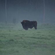 bison-bonasus-philippe_gourdain.jpg
