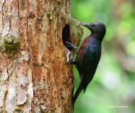 melanerpes_herminieri_-_c._et_p._guezennec