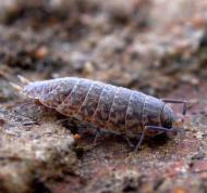 caeroplastes_porphyrivagus_f_noel