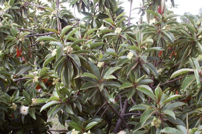 Bois puant (Foetidia mauritiana) - Vincent Boullet