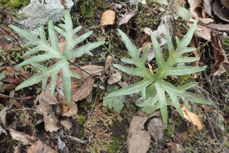 Doryoptéride fausse-pédatée (Doryopteris pedatoides) - Rémy Poncet
