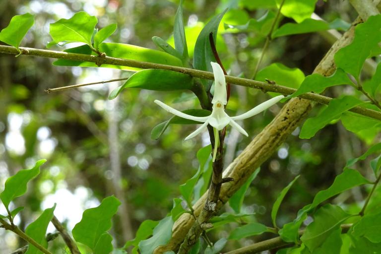 Jumelléa odorant (Jumellea fragrans)1 - Nicolas Juillet