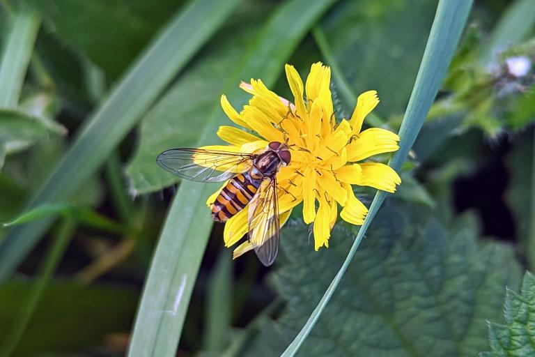 Syrphe ceinturé, Episyrphus balteatus, les syrphes adultes jouent un rôle important dans la pollinisation (M. Ghislain)