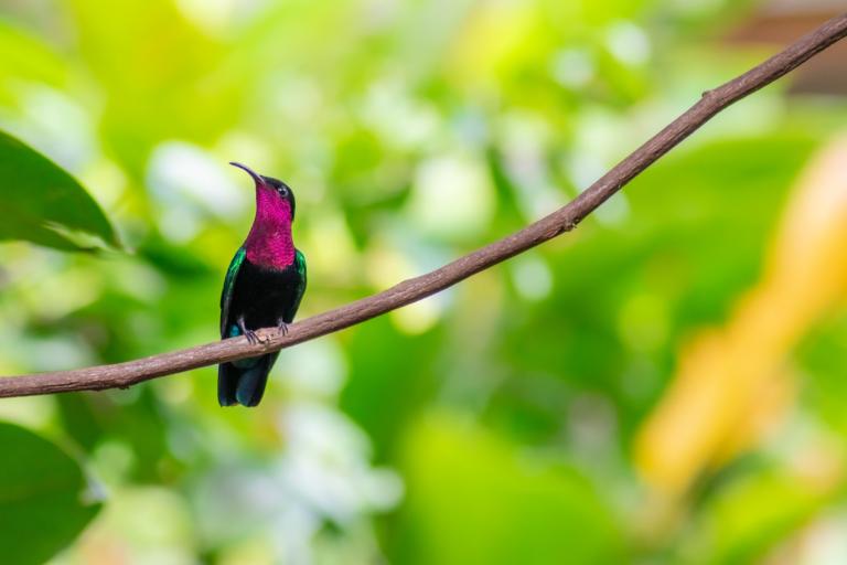 Eulampis jugularis, Colibri madère, subendémique des Antilles (M. Ghislain)