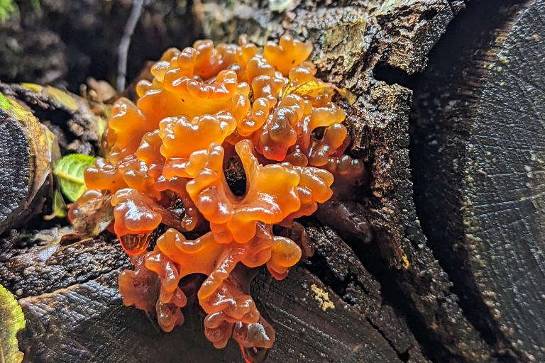 Trémelle foliacée, Phaeotremella foliacea, champignon observable dans l’Hexagone (M. Ghislain)